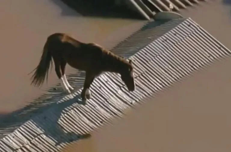 Un caballo haciendo equilibrio en el techo de una vivienda en Brasil, azotada por las inundaciones