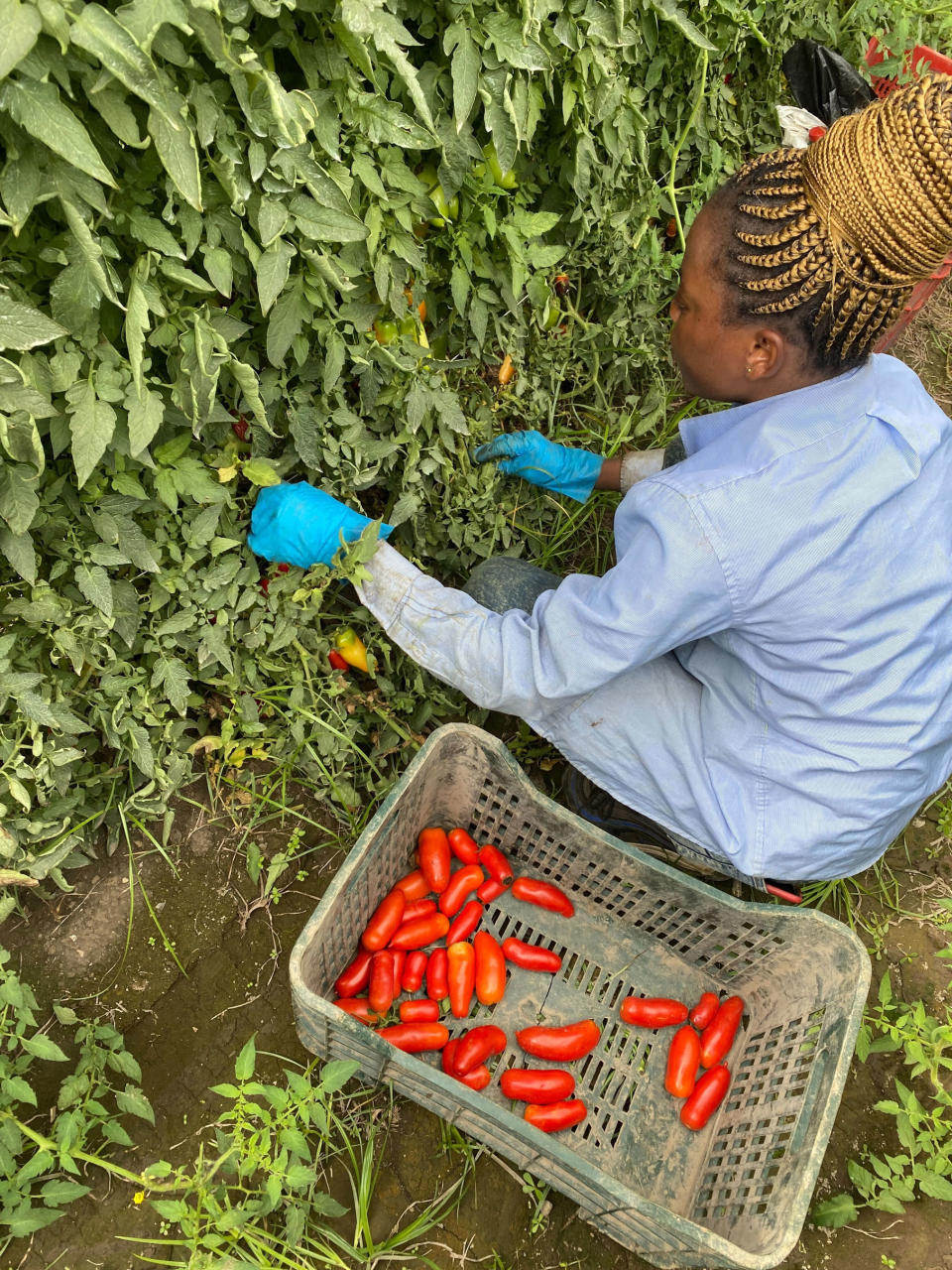 DOP San Marzano tomatoes are picked by hand at their peak. (Courtesy Anthony Contrino)