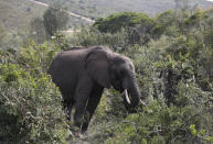 An elephant forages for food at Botlierskop Private Game Reserve, near Mossel Bay, South Africa, Tuesday, Oct. 24, 2019. The makers of a South African gin infused with elephant dung swear their use of the animal’s excrement is no gimmick. The creators of Indlovu Gin, Les and Paula Ansley, stumbled across the idea a year ago after learning that elephants eat a variety of fruits and flowers and yet digest less than a third of it. (AP Photo/Denis Farrell)