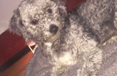 Byron the Maltipoo vanished from his home in Houston in early 2020.