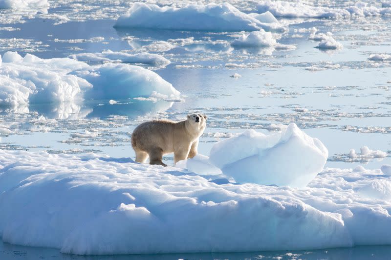 FILE PHOTO: Isolated Greenland polar bear population adapts to climate change