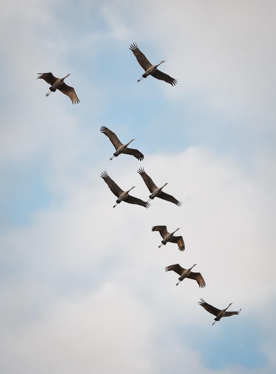 Sandhill cranes in Horicon National Wildlife Refuge on Thursday, November 12, 2020, in Brownsville, Wisconsin.