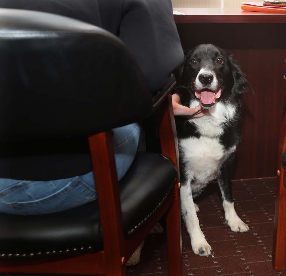 Tater Tot, the facility therapy dog at Summit County Juvenile Court, is pet by a juvenile defendant during a hearing.