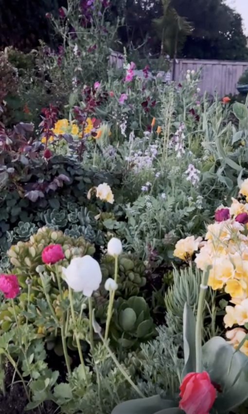 wildflowers in someone's yard