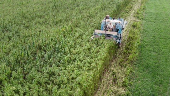 A hemp harvester collects the crop in a field.<span class="copyright">Getty Images/iStock</span>