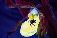 <p>Wenn die Motive, wie diese Spinne, vor einem schwarzen Hintergrund beleuchtet werden, strahlen sie in ihren ganz eigenen Farben. Nicht nur das: Durch die Bestrahlung mit fluoreszierendem Licht werden die kleinsten Details sichtbar. </p>