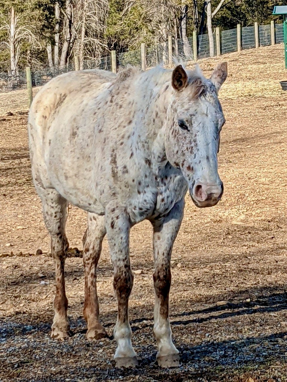 A recent picture of Iris, now "fat and happy" at a Clear Spring-area farm, said Karen Martin. Martin, who notified the Humane Society of Washington County of Iris' poor condition at another farm in May 2021, adopted the horse.