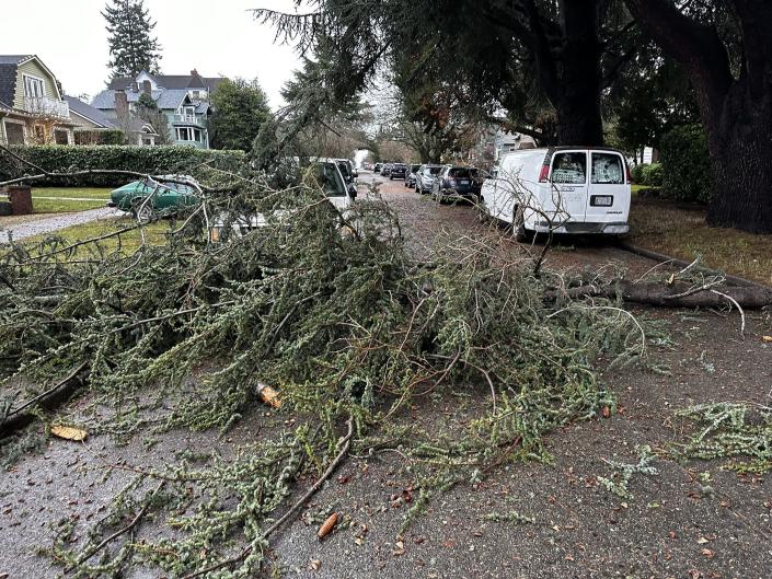 Tree down in West Seattle