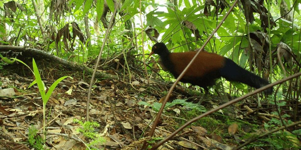 Black-naped Pheasant-Pigeon