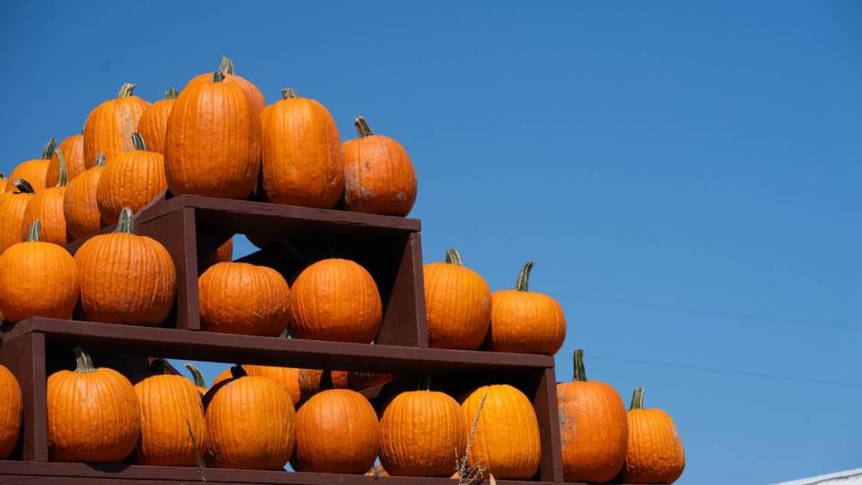 Pumpkins at Eckert’s Fun Farm in Millstadt, Ill. on Sept. 15, 2023. Unlike its Belleville location, which focuses mostly on growing and selling produce, the Eckert’s farm in Millstadt is more aimed towards family fun activities like pig races, haunted hay rides and the annual themed corn maze.