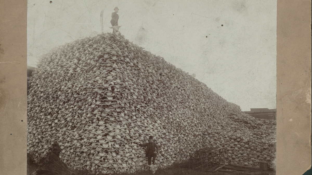 A person stands on top of a hill of bison skulls. Another person stands at the bottom of the image. 