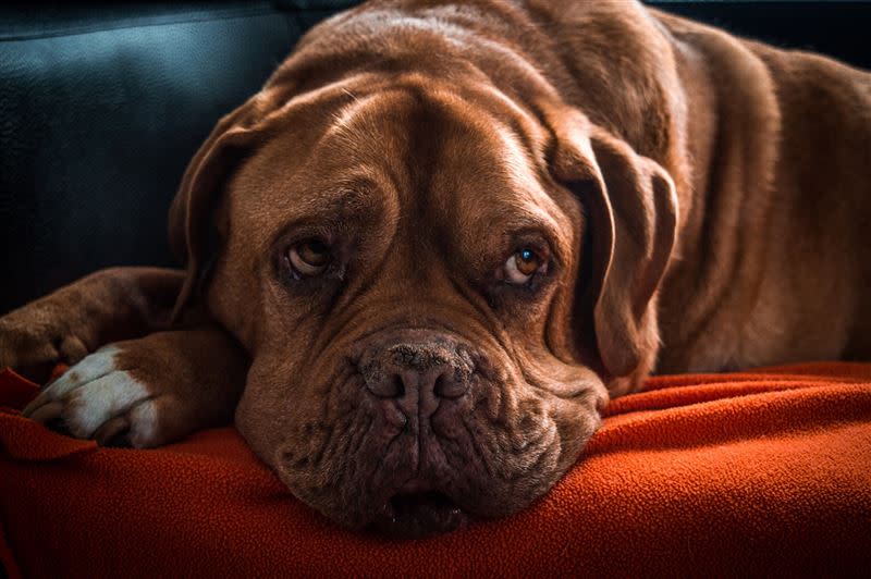 美國出現感染未知病毒的犬隻病例，症狀有腹瀉、血便等。（示意圖／翻攝自Pixabay）
