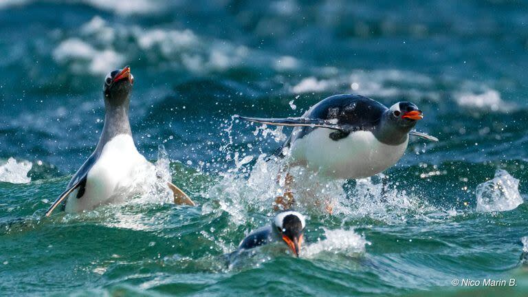 Marín documenta pingüinos en las Islas Malvinas