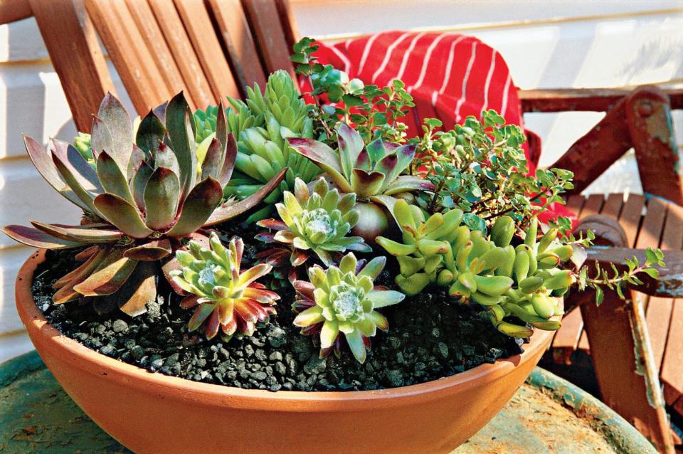 Lively Succulent Container Garden Mix