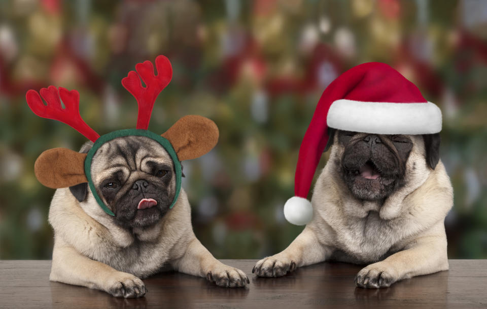 These dogs who are ready to open their stockings.