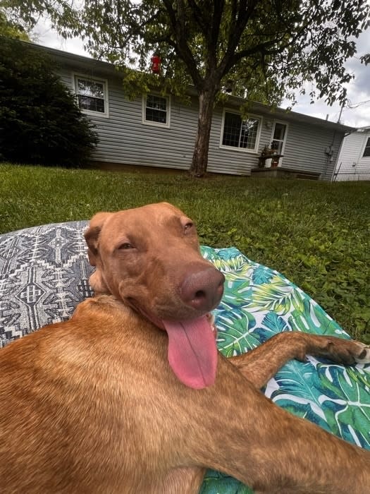 Dog lounging on a patterned blanket outside, house in the background, tongue out, eyes closed in relaxation