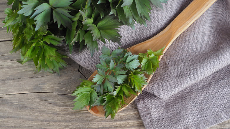 Fresh lovage on spoon