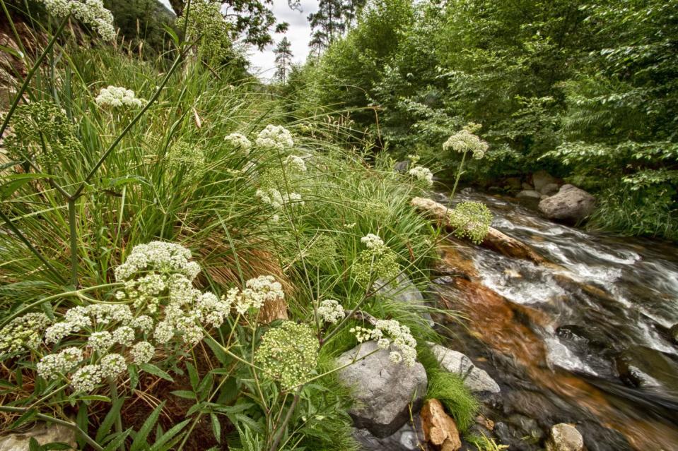 Water Hemlock