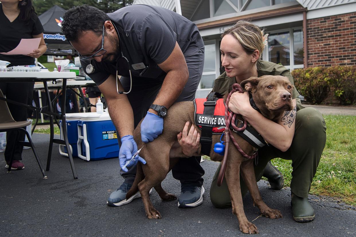 Morgan Sloan holds onto Bru while assisting Dr. Alejandro Carvajal Flores, a veterinarian at Appalachian Animal Hospital, at the pet care clinic May 17, 2023 at Emma Fellowship Church in Asheville.