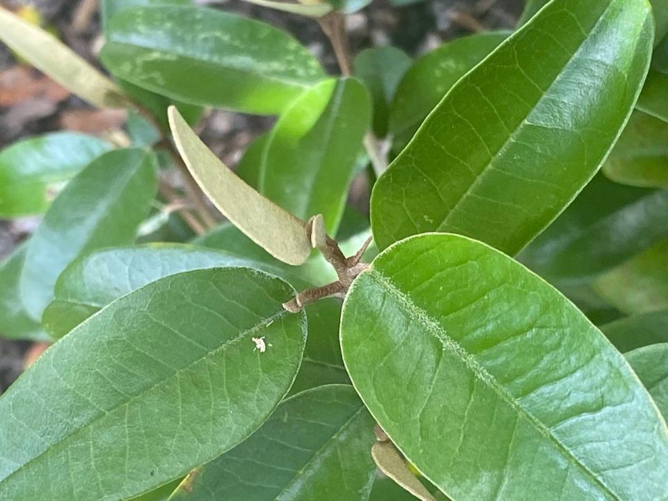 A leaf sheath of Jamaica caper.
