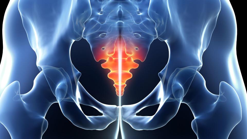 diagram of the human coccyx