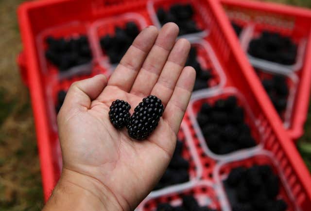 Berries such as blackberries are rich in flavanols 