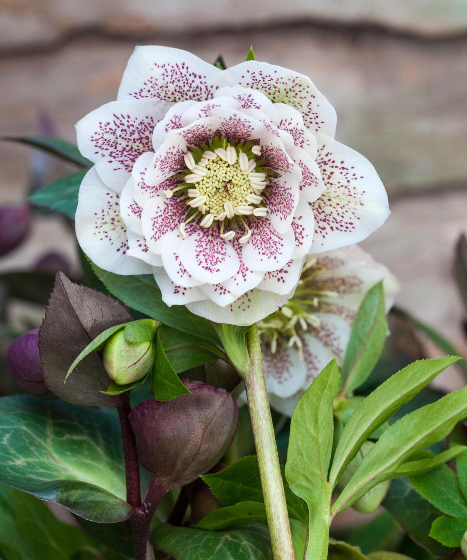 pale pink flowers of Hellebore ‘Cinderella’