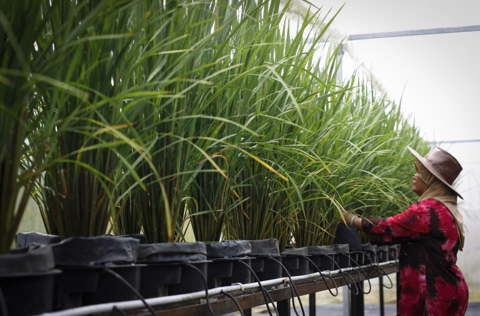 In this photo taken Oct. 4, 2012, a worker checks plants in a plant nursery, which is used technology called the "autopot system," at a rural community in Pulau Manis village, Pahang state, Malaysia. Each plant is in its own pot that regulates the delivery of water and nutrients, using less water than other farming methods. Malaysian technology firm Iris Corp. built two years ago this rural community where villagers - 80 families in all - live for free in low-cost bungalows and work on a high-tech hydroponic farm, a setup the company hopes to replicate elsewhere. (AP Photo/Vincent Thian)