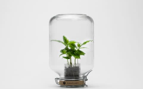 Pikplant Jar Coffee Plant 