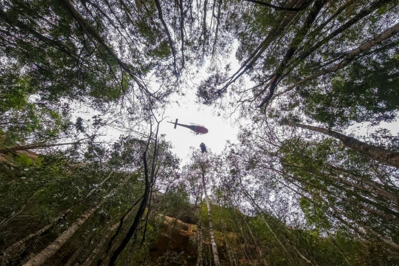 Helicopter hovers overhead as parks staff and firefighters inspect endangered Wollemi Pines for bushfire damage at Wollemi National Park