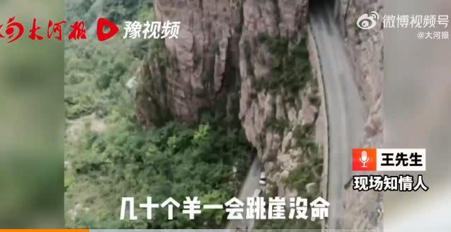 近百隻羊群跳崖身亡。（圖／翻攝自微博）