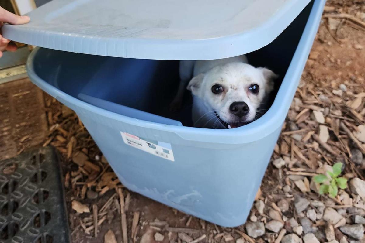 Dog surviving gunshot wound arrives at Kentucky Humane Society for medical  care