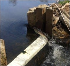 A river herring makes its way up a fish ladder on the Marstons Mills River. The Barnstable Cleanwater Coalition is putting together a team for their annual herring count on the river.