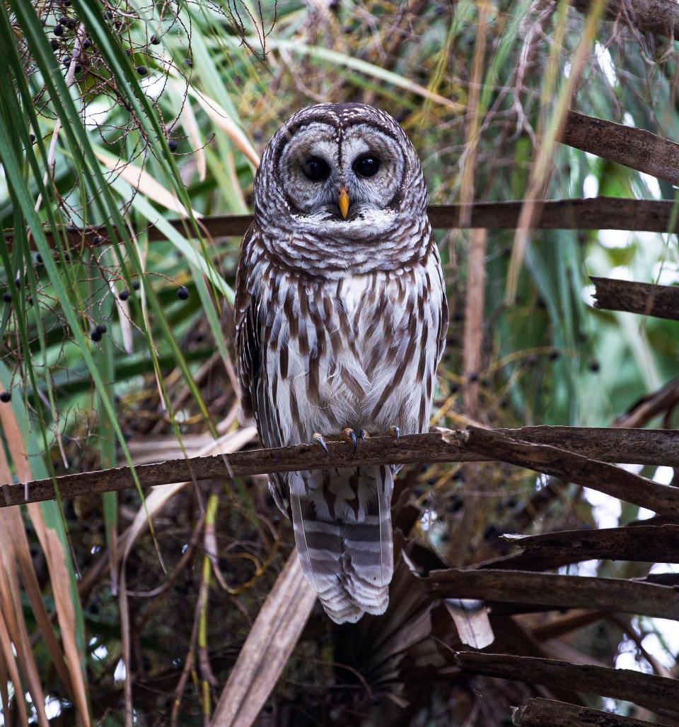 A barred owl hangs out at Corkscrew Swamp Sanctuary. 