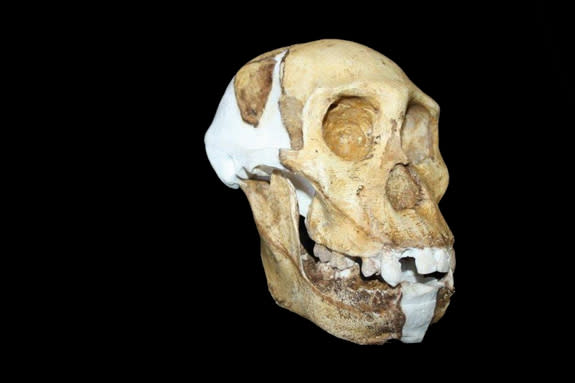 A team of scientists have completed the most detailed investigation of the anatomy of what may be the immediate ancestor of the human lineage, called <em>Australopithecus sediba</em>, shedding light on secrets about how it might have behaved.