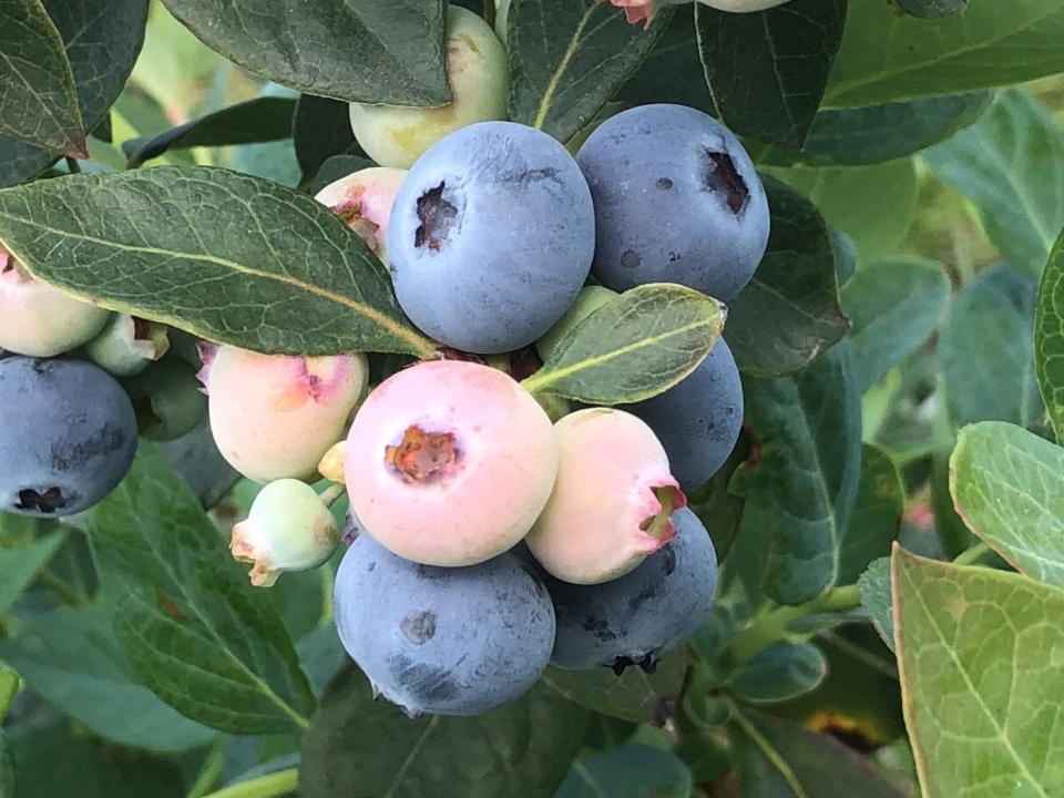 Blueberry picking season is just beginning in North Florida.