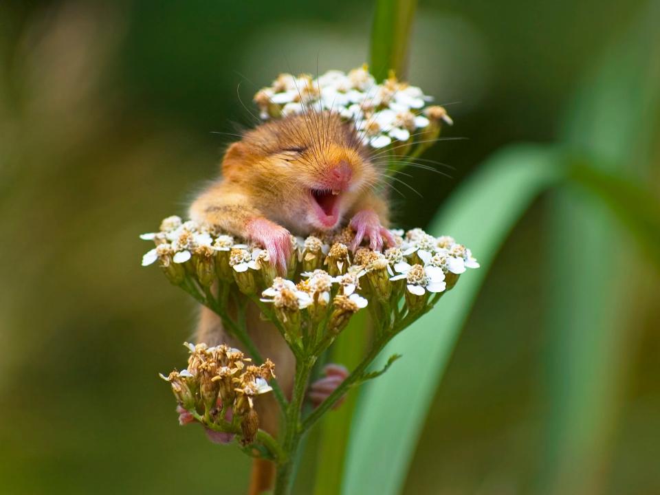 "The Laughing Doormouse" by Andrea Zampatti. A mouse appears to smile while sitting in a flower.