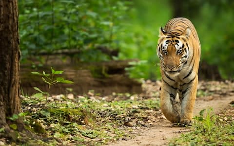 Royal Bengal tiger Kanha - Credit: istock