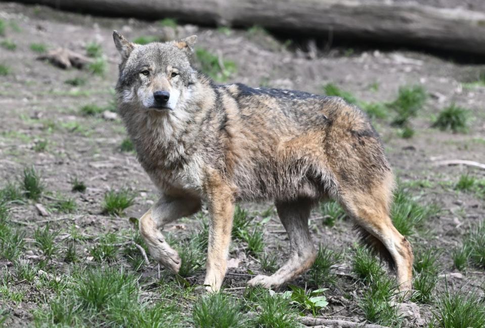 <span>Un loup (canis lupus) dans le sud de l'Allemagne, le 21 mars 2024. </span><div><span>THOMAS KIENZLE</span><span>AFP</span></div>