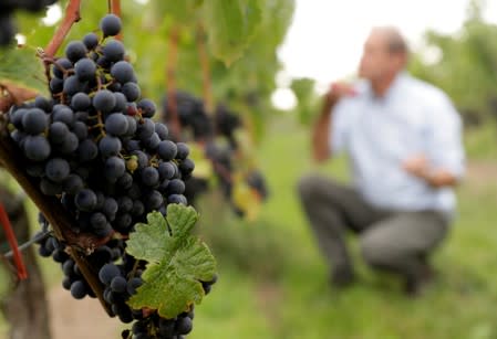 Cluster of grapes is pictured in Bruendlmayer's wineyard near Langenlois