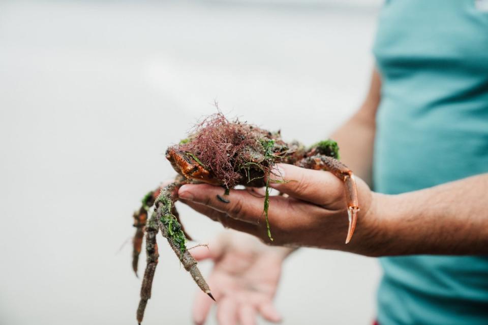 Coastal foraging in South Wales (The Travel Project)