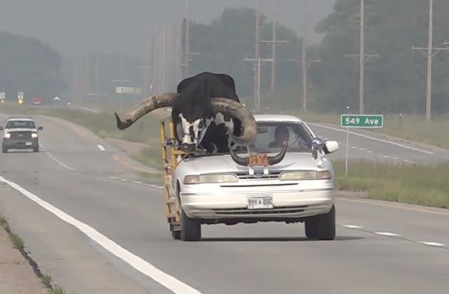 Police in Norfolk, Nebraska, cited a man who was seen driving his car with a bull riding shotgun.