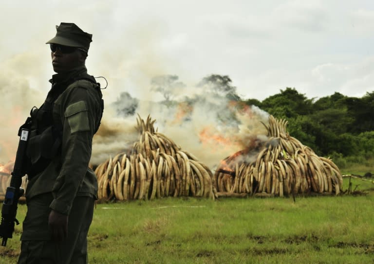 A ranger stands in front of burning ivory stacks at the Nairobi National Park on April 30, 2016