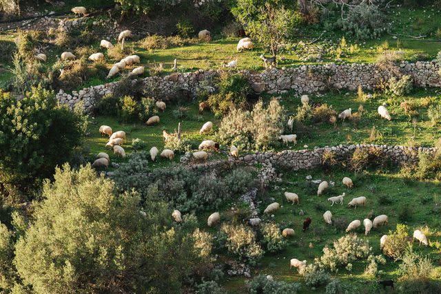 <p>Armand Habazaj</p> Sheep graze in Vlorë county, in southern Albania.