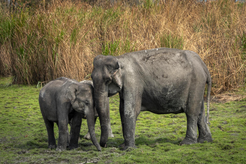 A wild elephant plays with calves at the Kaziranga national park, in the northeastern state of Assam, India, Saturday, March 26, 2022. Nearly 400 men using 50 domesticated elephants and drones scanned the park’s 500 square kilometers (190 square miles) territory in March and found the one-horned rhinoceros' numbers increased more than 12%, neutralizing a severe threat to the animals from poaching gangs and monsoon flooding. (AP Photo/Anupam Nath)