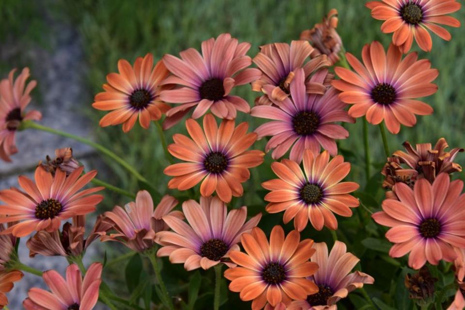 <p>From photographer Jánosné Martin, this image shows colourful Osteospermum, often known as the African Daisy, in bloom.<br></p>