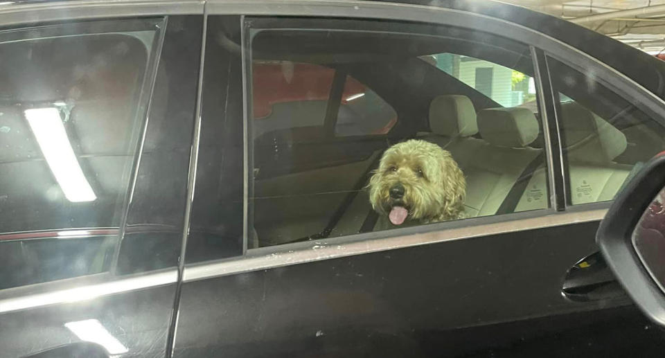 Small brown dog sitting in back of black car with tongue out. 