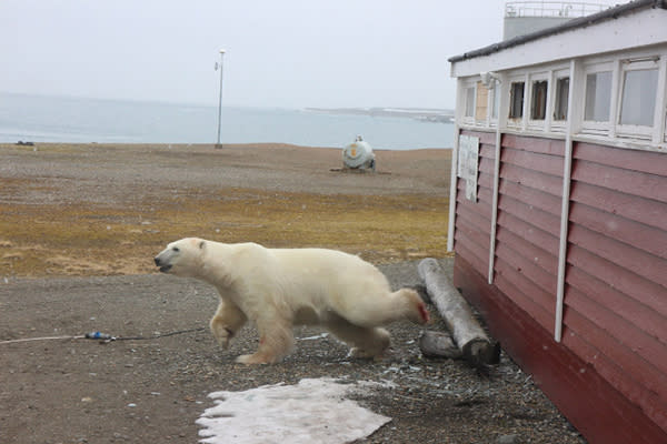 El oso polar logró zafarse de la ventana tras escuchar al helicóptero. Foto: Youtube / ActionMaster TV