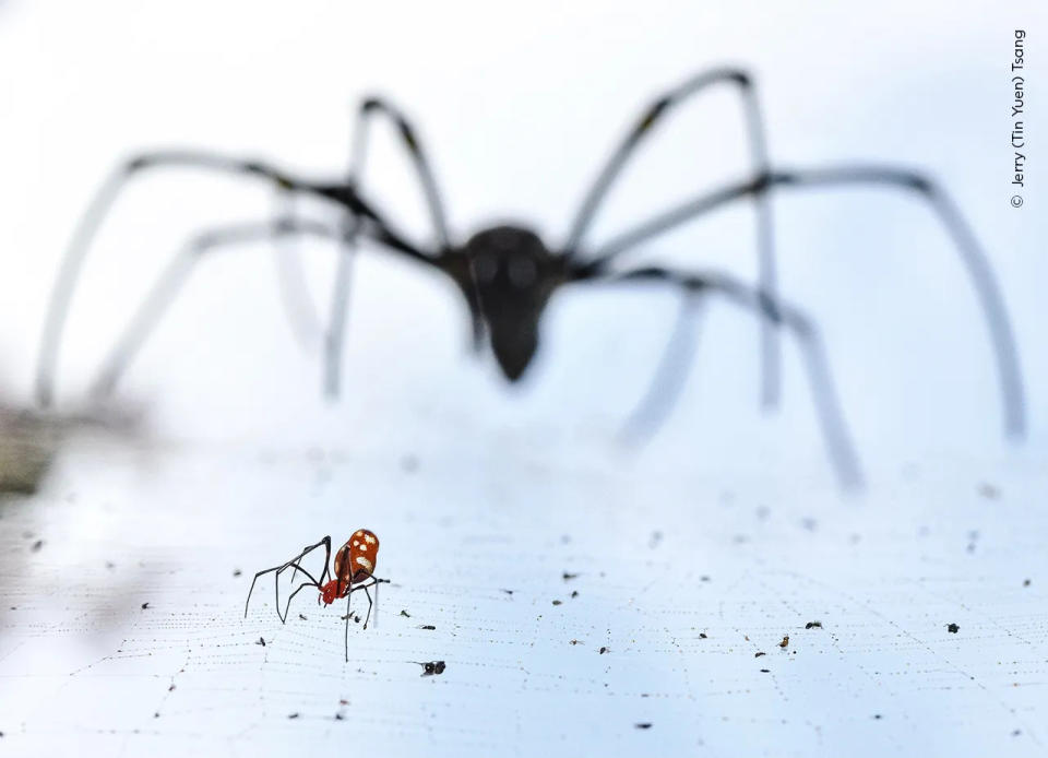 《Living Dangerously》由香港攝影師Jerry Tsang（曾天源）所攝，突顯了小紅斑蛛和圓網蜘蛛之間互惠互利，卻又隨時置對方於死地的複雜關係
