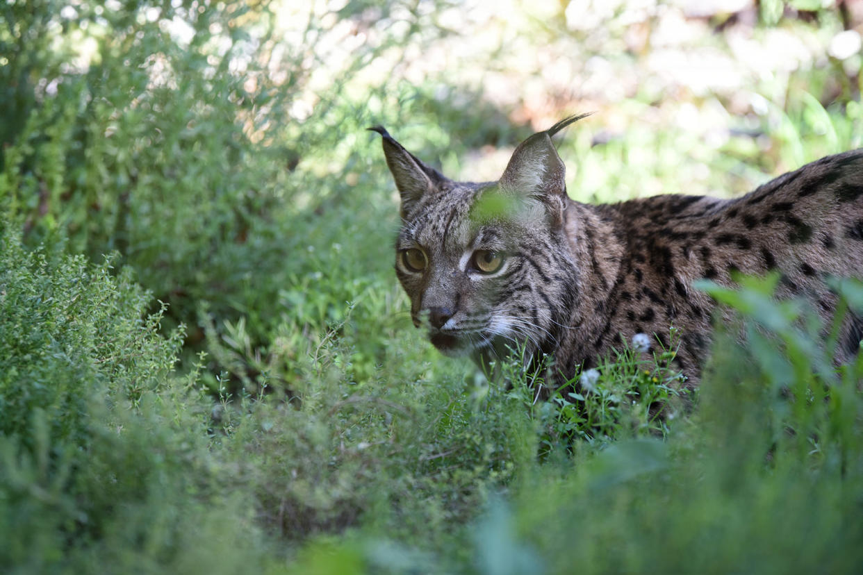 Iberian lynx Jorge Sanz/Pacific Press/LightRocket via Getty Images